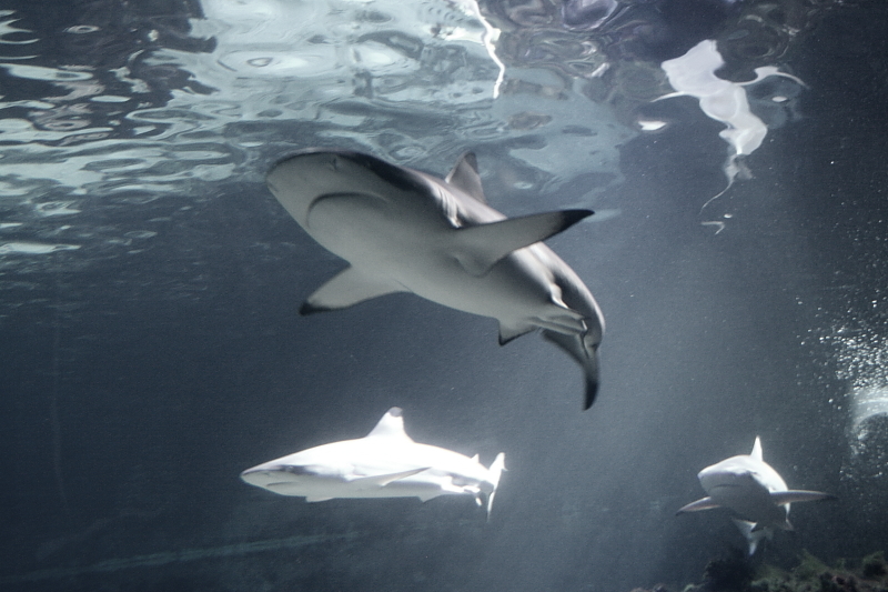 Meereszentrum Fehmarn - Meerwasseraquarium Korallenriff Haifischanlage